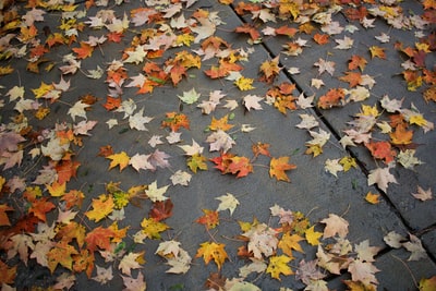 The pavement of withered leaves
